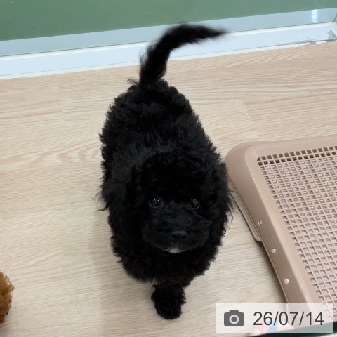 埼玉県のトイプードル(トイ) (ペットプラス 上尾店/2026年4月30日生まれ/男の子/ブラック)の子犬の4枚目の画像