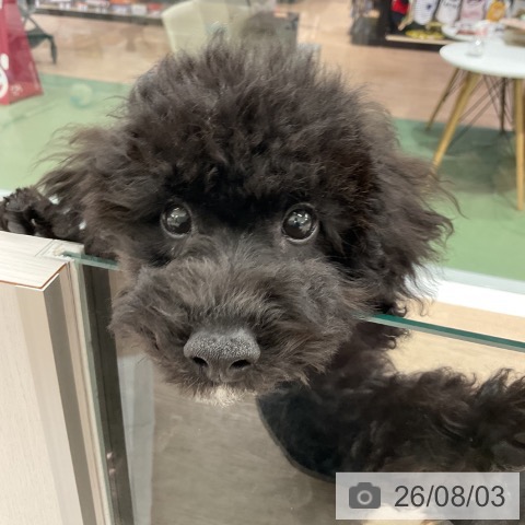 埼玉県のトイプードル(トイ) (ペットプラス 上尾店/2026年4月30日生まれ/男の子/ブラック)の子犬の4枚目の画像