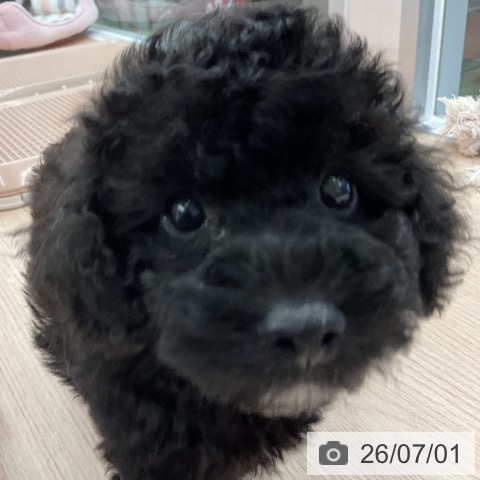 埼玉県のトイプードル(トイ) (ペットプラス 上尾店/2026年4月30日生まれ/男の子/ブラック)の子犬の4枚目の画像