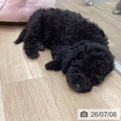 群馬県のトイプードル(トイ) (ペットプラス イオンモール太田店/2026年4月30日生まれ/男の子/ブラック)の子犬の3枚目の画像