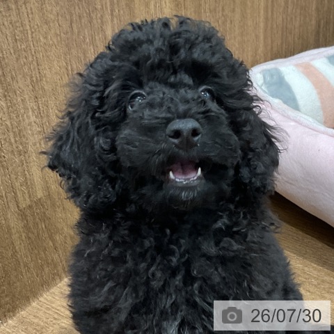神奈川県のトイプードル(トイ) (ペッツワン 小田原店/2026年4月30日生まれ/男の子/ブラック)の子犬の3枚目の画像