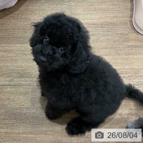 神奈川県のトイプードル(トイ) (ペッツワン 小田原店/2026年4月30日生まれ/男の子/ブラック)の子犬の3枚目の画像