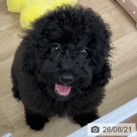 神奈川県のトイプードル(トイ) (ペットプラス アミーゴ藤沢店/2026年4月30日生まれ/男の子/ブラック)の子犬の3枚目の画像
