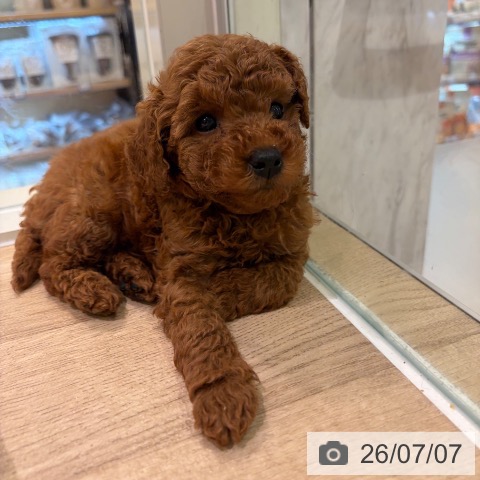 神奈川県のトイプードル(トイ) (ペットプラス ゆめが丘ソラトス店/2026年5月1日生まれ/男の子/レッド)の子犬の3枚目の画像