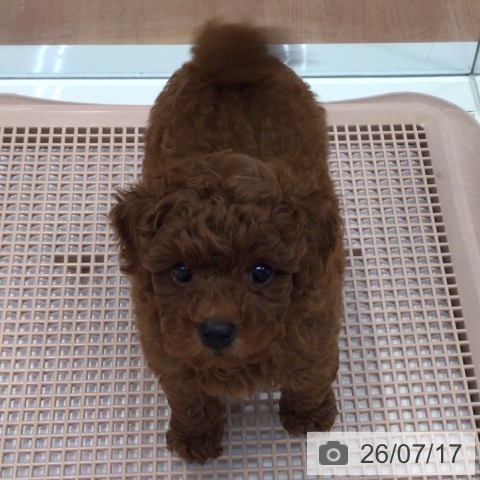 神奈川県のトイプードル(トイ) (ペットプラス 海老名店/2026年5月1日生まれ/男の子/レッド)の子犬の4枚目の画像