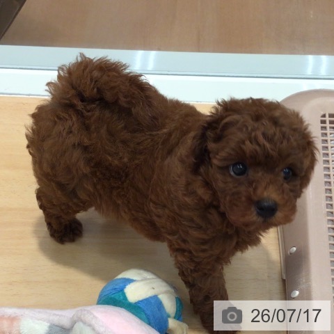 神奈川県のトイプードル(トイ) (ペットプラス 海老名店/2026年5月1日生まれ/男の子/レッド)の子犬の3枚目の画像