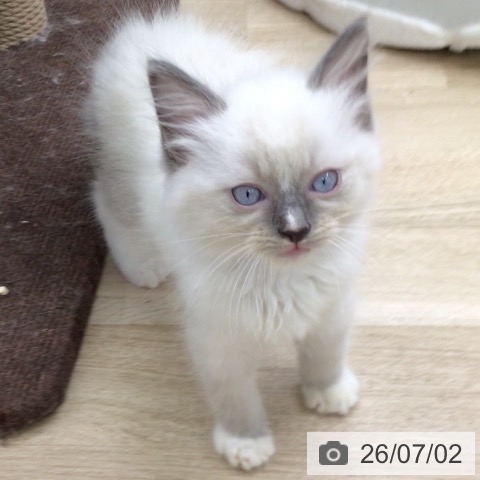 ラグドールの写真