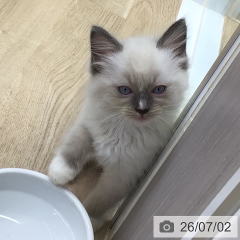 ラグドールの写真