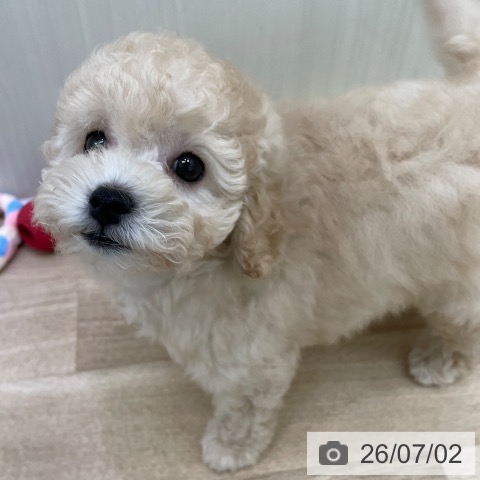 東京都のトイプードル(トイ) (ペットプラス 東久留米店/2026年4月29日生まれ/男の子/クリーム)の子犬の3枚目の画像