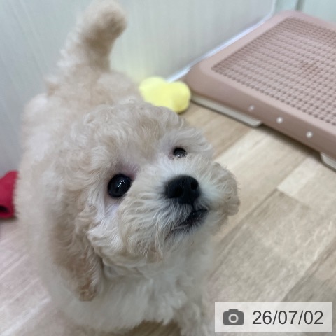 東京都のトイプードル(トイ) (ペットプラス 東久留米店/2026年4月29日生まれ/男の子/クリーム)の子犬の3枚目の画像