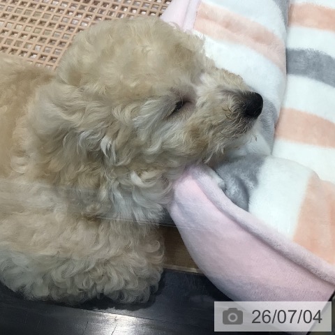 埼玉県のトイプードル(トイ) (ペッツワン 新座店/2026年4月29日生まれ/男の子/クリーム)の子犬の3枚目の画像