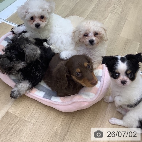チワワの写真