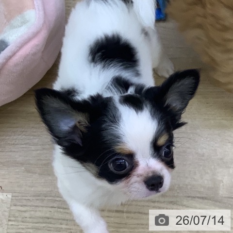 チワワの写真