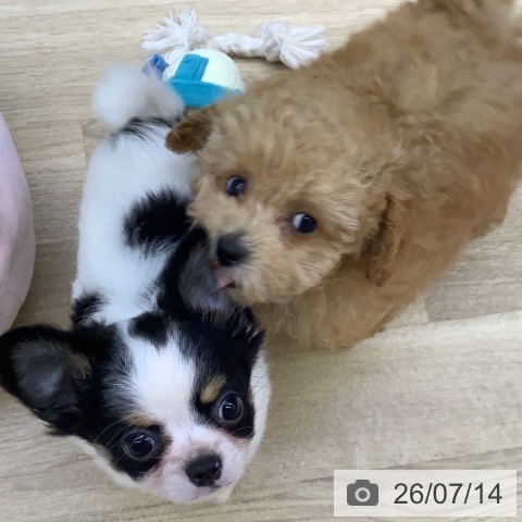 チワワの写真