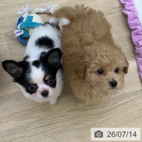 チワワの写真