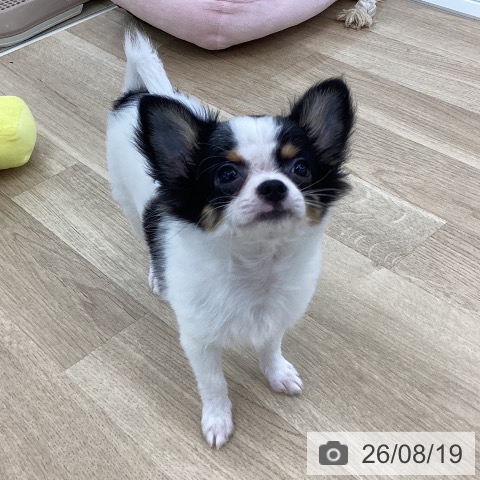 チワワの写真