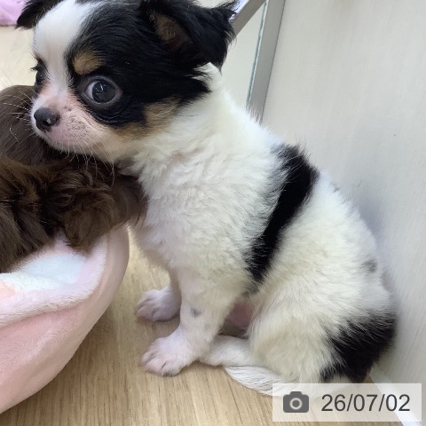 チワワの写真