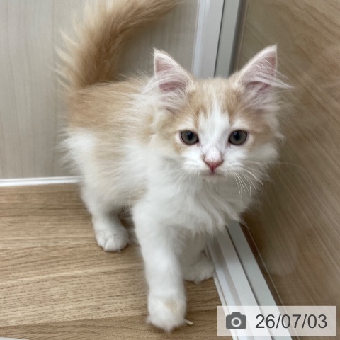 サイベリアンの写真