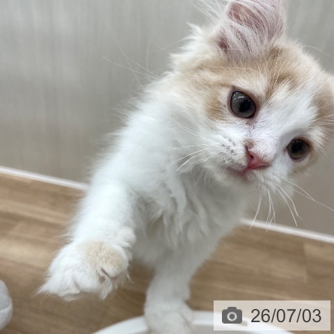 サイベリアンの写真