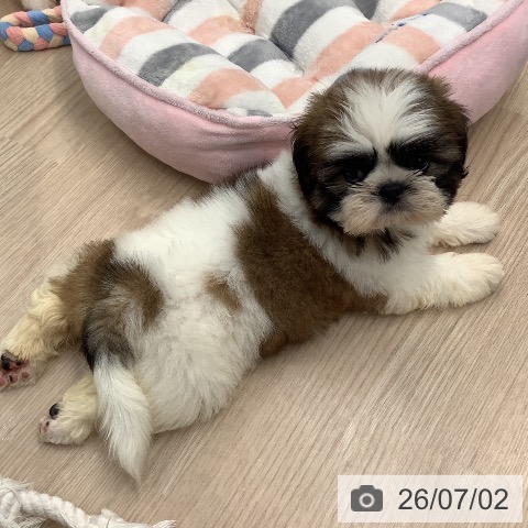 埼玉県のシーズー (ペットプラス 川口店/2026年5月1日生まれ/女の子/ゴールドホワイト)の子犬の3枚目の画像