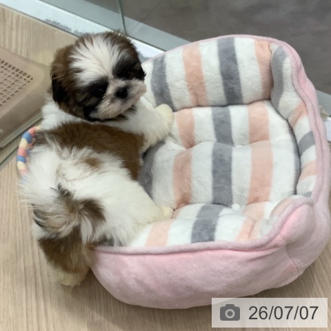 埼玉県のシーズー (ペットプラス 川口店/2026年5月1日生まれ/女の子/ゴールドホワイト)の子犬の3枚目の画像