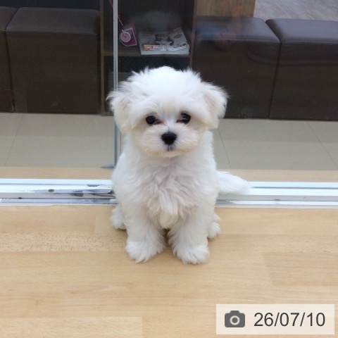 青森県のマルチーズ (ペットプラス 青森浜田店/2026年4月30日生まれ/男の子/ホワイト)の子犬の4枚目の画像