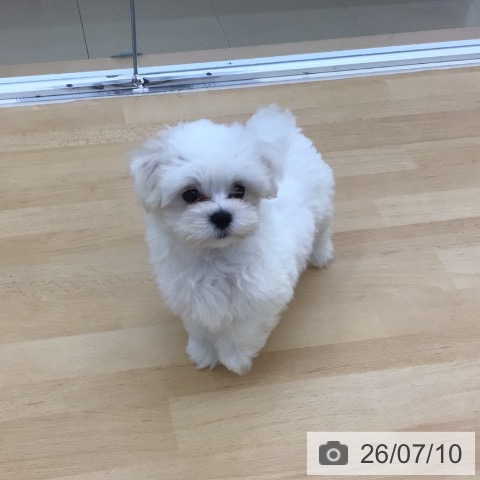 青森県のマルチーズ (ペットプラス 青森浜田店/2026年4月30日生まれ/男の子/ホワイト)の子犬の3枚目の画像