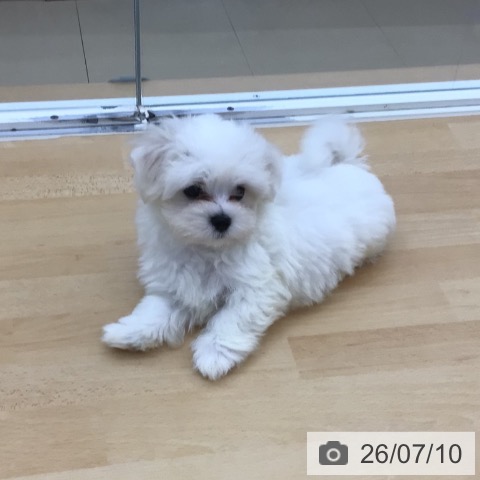 青森県のマルチーズ (ペットプラス 青森浜田店/2026年4月30日生まれ/男の子/ホワイト)の子犬の3枚目の画像