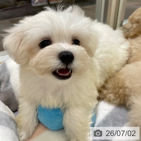 マルチーズの写真