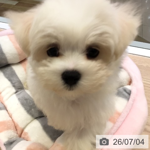 東京都のマルチーズ (ペットプラス 多摩平の森店/2026年4月30日生まれ/女の子/ホワイト)の子犬の4枚目の画像