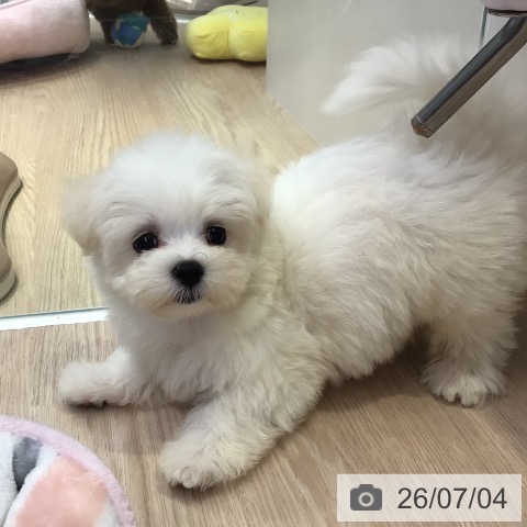 東京都のマルチーズ (ペットプラス 多摩平の森店/2026年4月30日生まれ/女の子/ホワイト)の子犬の3枚目の画像