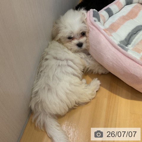 山形県のマルチーズ (ペットプラス 天童店/2026年4月30日生まれ/女の子/ホワイト)の子犬の3枚目の画像