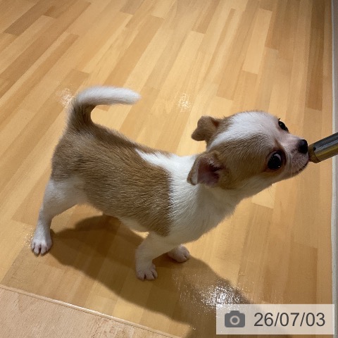 チワワの写真