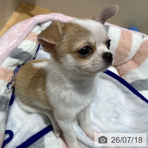 埼玉県のチワワ(ロング) (ペットプラス 与野店/2026年5月1日生まれ/女の子/レッドホワイト)の子犬の3枚目の画像