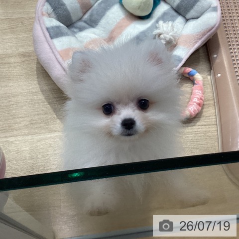 ポメラニアンの写真