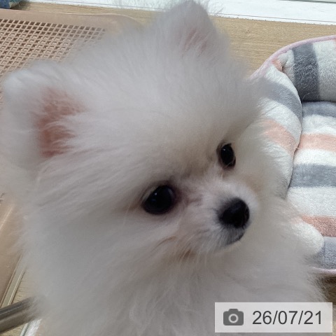 ポメラニアンの写真