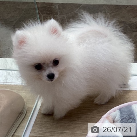 ポメラニアンの写真