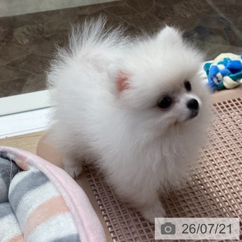 ポメラニアンの写真