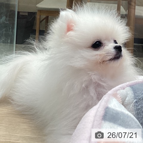 ポメラニアンの写真