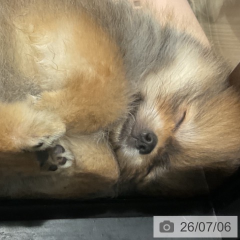 埼玉県のポメラニアン (ペットプラス コクーンシティ店/2026年4月30日生まれ/男の子/オレンジ)の子犬の3枚目の画像