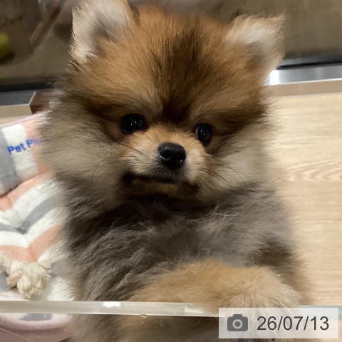 埼玉県のポメラニアン (ペットプラス コクーンシティ店/2026年4月30日生まれ/男の子/オレンジ)の子犬の4枚目の画像