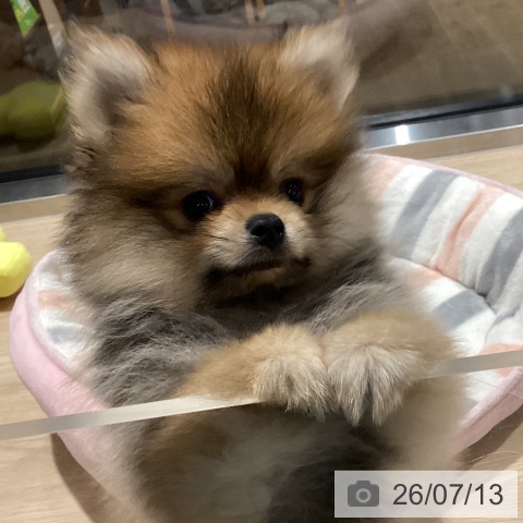 埼玉県のポメラニアン (ペットプラス コクーンシティ店/2026年4月30日生まれ/男の子/オレンジ)の子犬の3枚目の画像