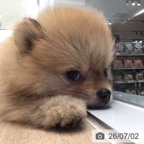 ポメラニアンの写真