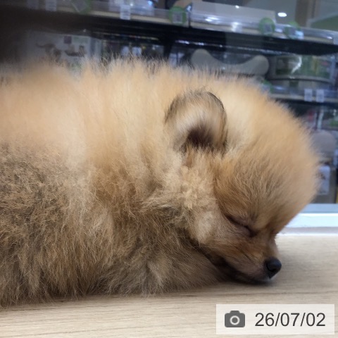 ポメラニアンの写真