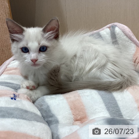 ラグドールの写真
