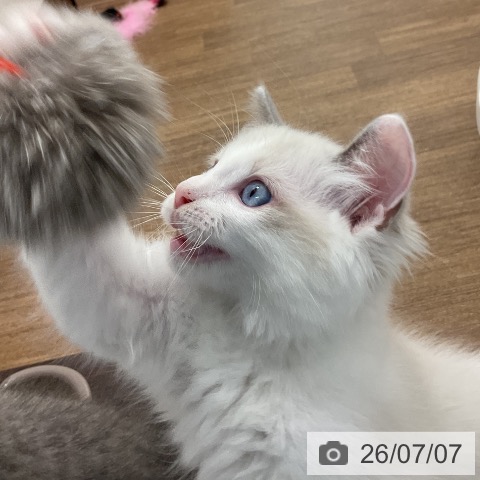 ラグドールの写真