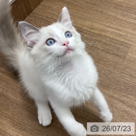 神奈川県のラグドール (ペッツワン 小田原店/2026年4月24日生まれ/男の子/ブルーポイントバイカラー)の子猫の3枚目の画像