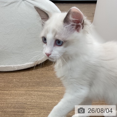 神奈川県のラグドール (ペッツワン 小田原店/2026年4月24日生まれ/男の子/ブルーポイントバイカラー)の子猫の3枚目の画像