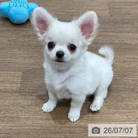チワワの写真