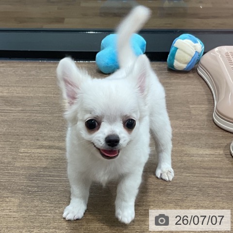 チワワの写真